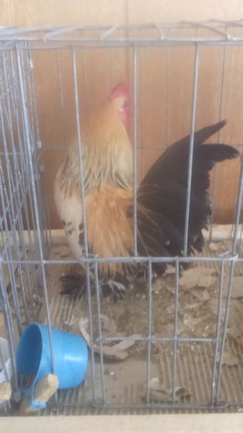  - Mii de flori lemon