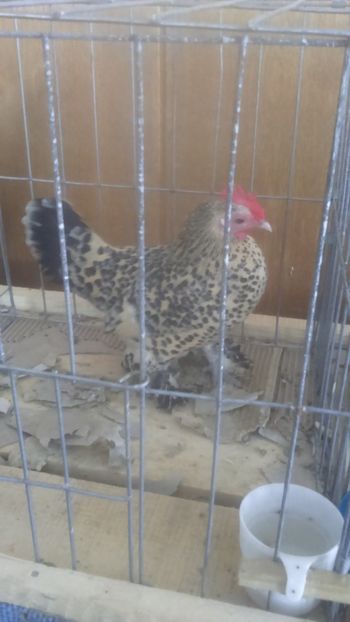  - Mii de flori lemon