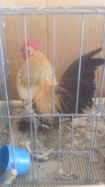  - Mii de flori lemon