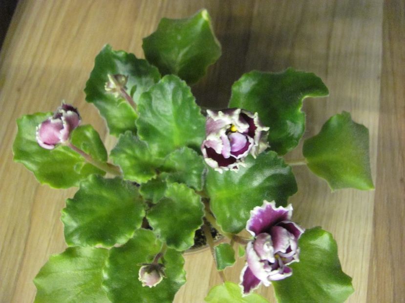  - ZZZZZLE Chateau Brion