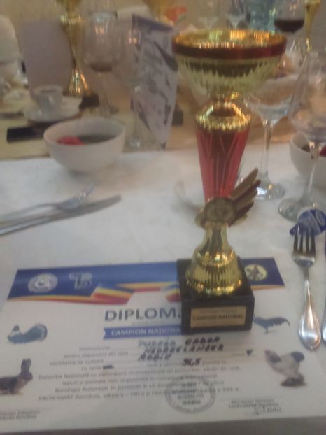 Neozeelandez Rosu - Rezultatele mele