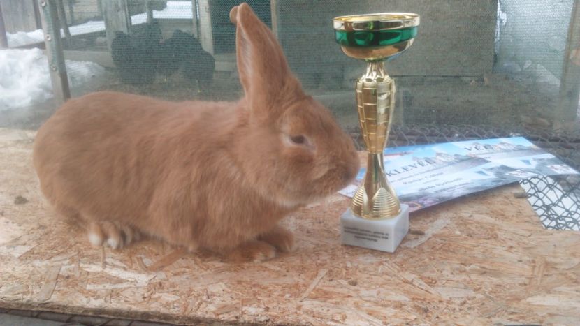 Campion Burgunder - Rezultatele mele