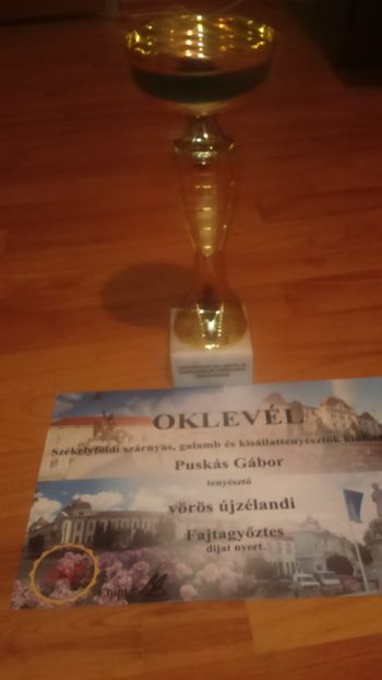 sii campion colectie neo rosu la SF Gheorghe - Rezultatele mele