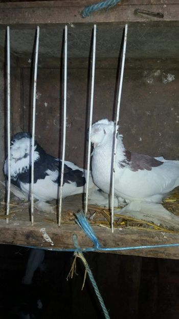 received_2015342272058198 - Achiziții 2018