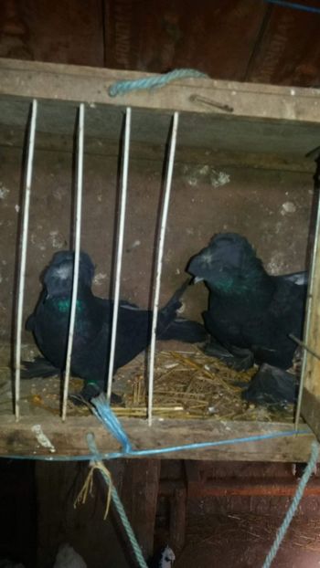 received_2015342322058193 - Achiziții 2018