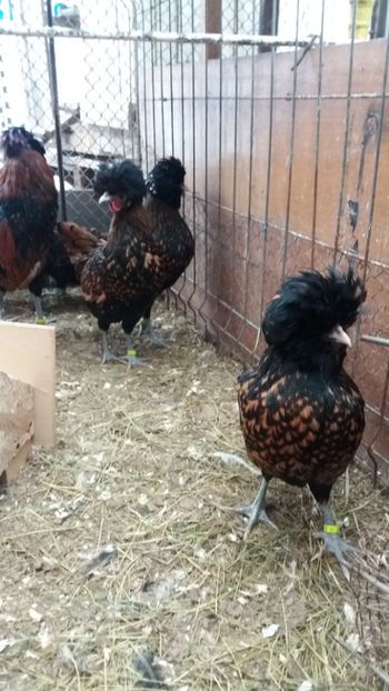  - PADUANA AURIU--ROSU-NEGRU--2018