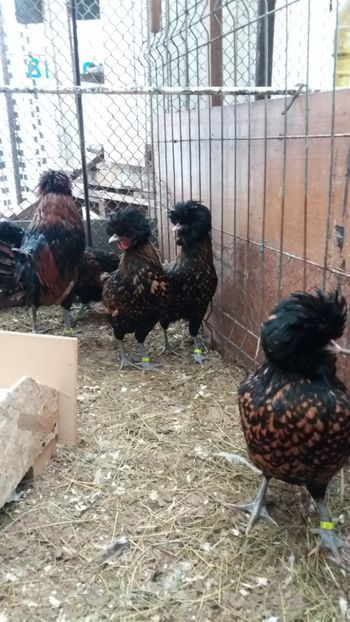  - PADUANA AURIU--ROSU-NEGRU--2018