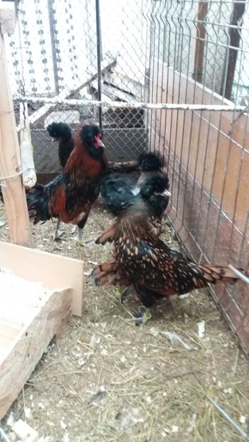  - PADUANA AURIU--ROSU-NEGRU--2018