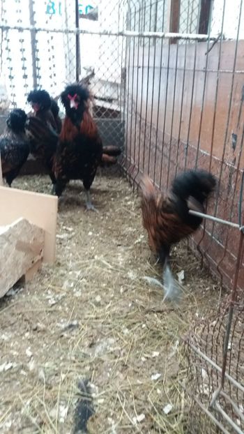  - PADUANA AURIU--ROSU-NEGRU--2018