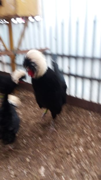  - Motata olandeza neagra cu mot alb talie mare matca 2018