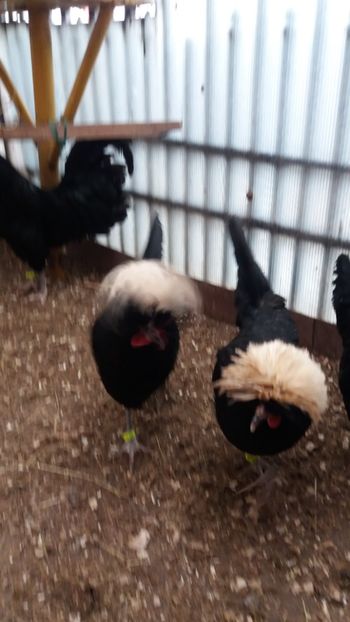  - Motata olandeza neagra cu mot alb talie mare matca 2018