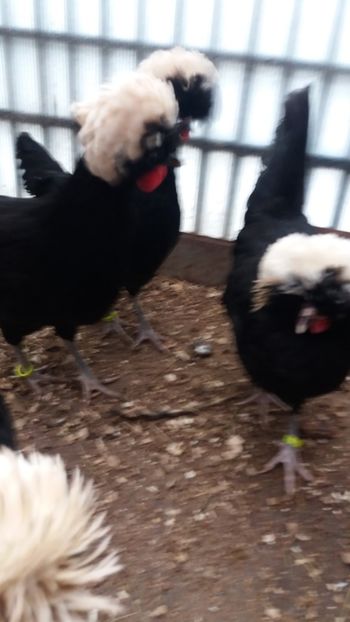  - Motata olandeza neagra cu mot alb talie mare matca 2018