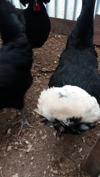  - Motata olandeza neagra cu mot alb talie mare matca 2018