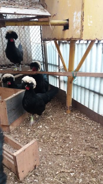  - Motata olandeza neagra cu mot alb talie mare matca 2018