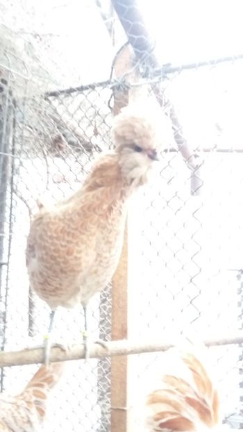  - Paduana chamos talie mare matca 2018