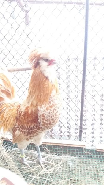  - Paduana chamos talie mare matca 2018