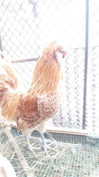  - Paduana chamos talie mare matca 2018