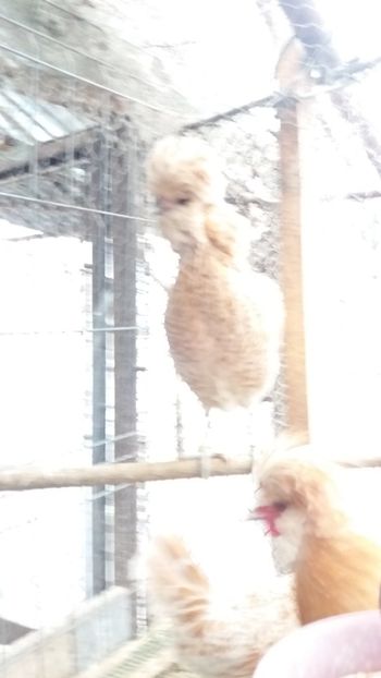  - Paduana chamos talie mare matca 2018