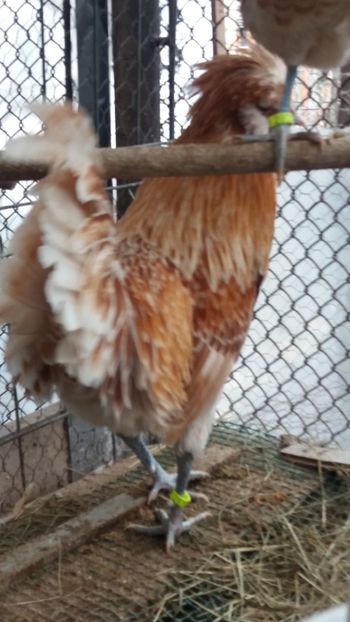  - Paduana chamos talie mare matca 2018