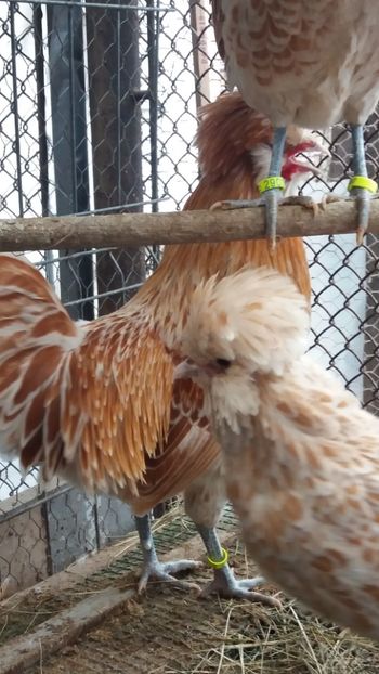  - Paduana chamos talie mare matca 2018