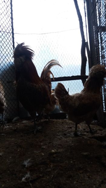  - Paduana chamos talie mare matca 2018