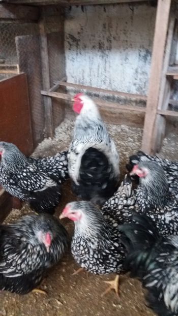  - Wyandotte argintiu talie mare matca 2018