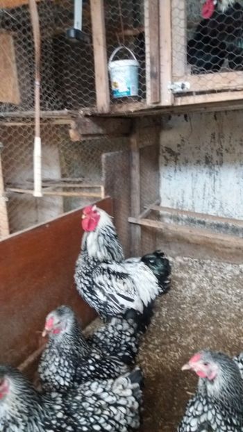  - Wyandotte argintiu talie mare matca 2018