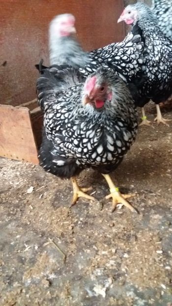  - Wyandotte argintiu talie mare matca 2018