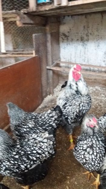  - Wyandotte argintiu talie mare matca 2018