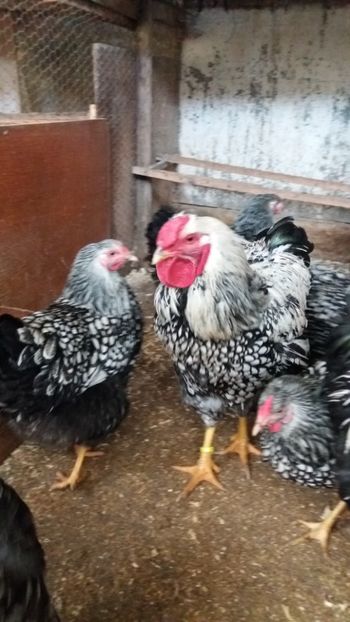  - Wyandotte argintiu talie mare matca 2018