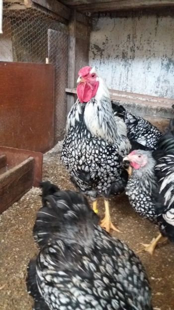  - Wyandotte argintiu talie mare matca 2018