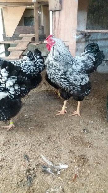  - Wyandotte argintiu talie mare matca 2018