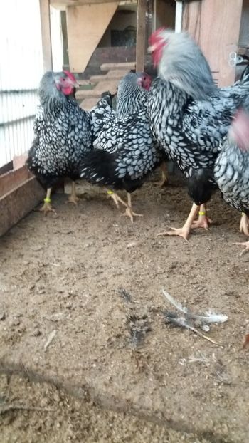  - Wyandotte argintiu talie mare matca 2018