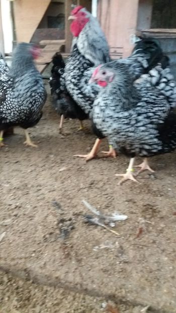  - Wyandotte argintiu talie mare matca 2018