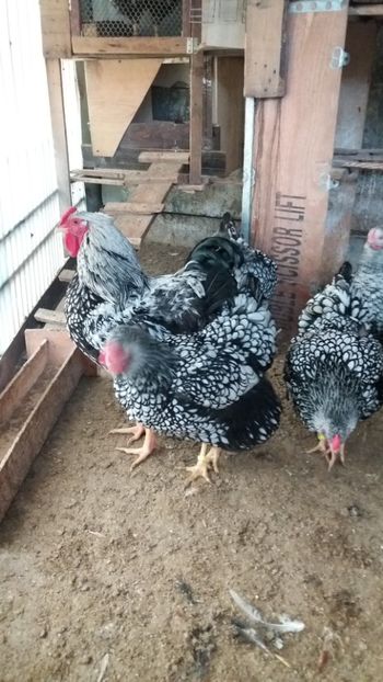  - Wyandotte argintiu talie mare matca 2018