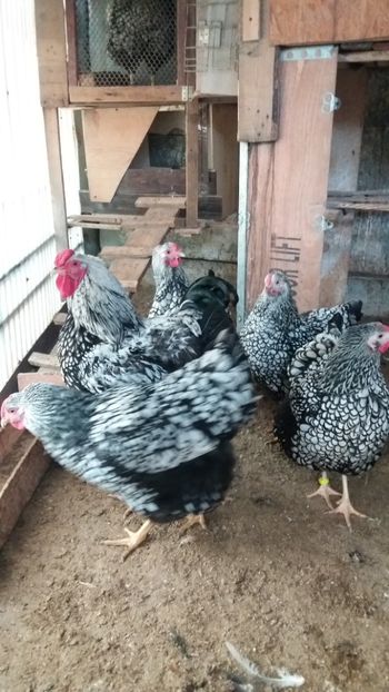  - Wyandotte argintiu talie mare matca 2018