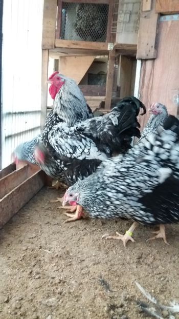  - Wyandotte argintiu talie mare matca 2018