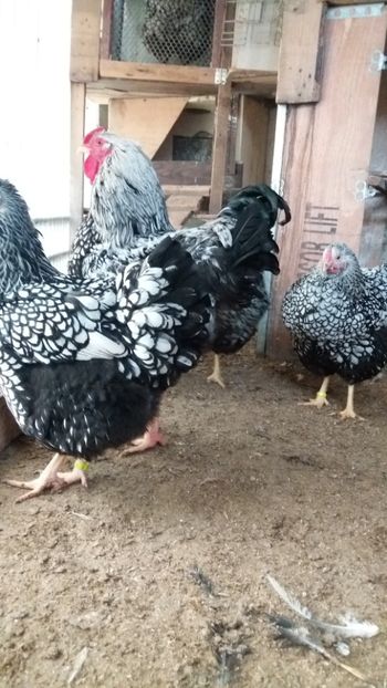  - Wyandotte argintiu talie mare matca 2018