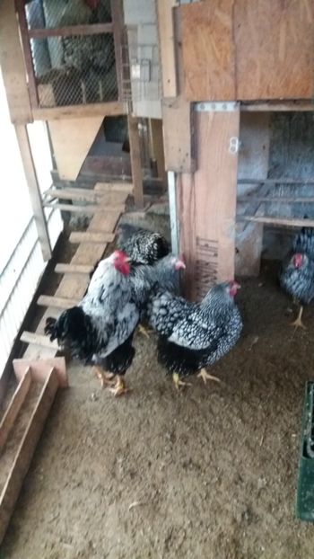  - Wyandotte argintiu talie mare matca 2018