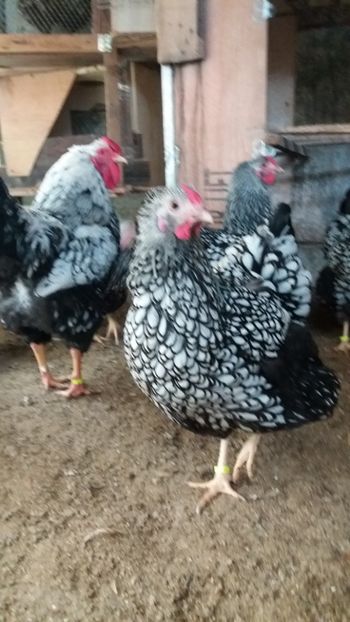  - Wyandotte argintiu talie mare matca 2018