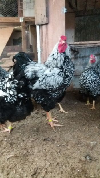  - Wyandotte argintiu talie mare matca 2018