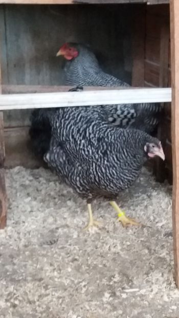  - wyandotte barat talie mare matca 2018