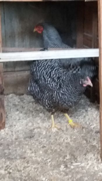  - wyandotte barat talie mare matca 2018