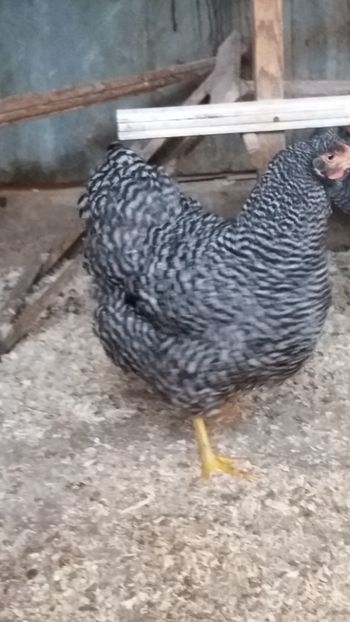  - wyandotte barat talie mare matca 2018