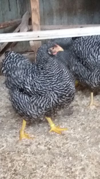  - wyandotte barat talie mare matca 2018