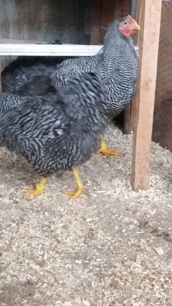  - wyandotte barat talie mare matca 2018