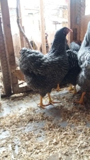  - wyandotte barat talie mare matca 2018