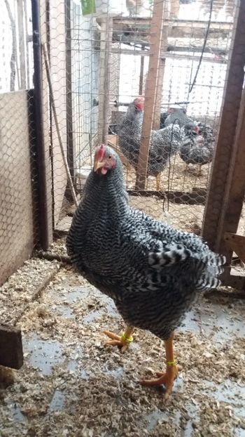  - wyandotte barat talie mare matca 2018