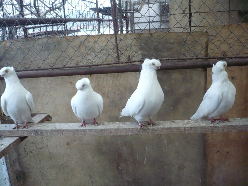  - JUC BIMOTAT DE ARDEAL 2018