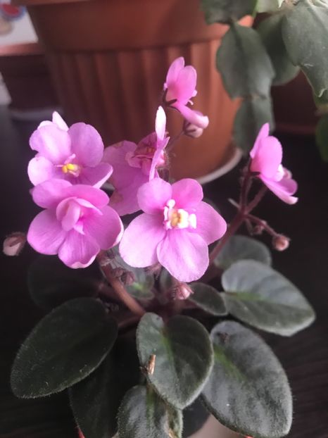  - Violete 2018